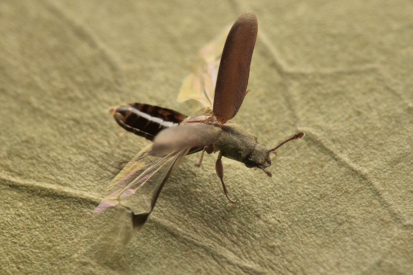Bostrichidae: Trogoxylon sp.?  Sì, Trogoxylon cfr. parallelipipedum